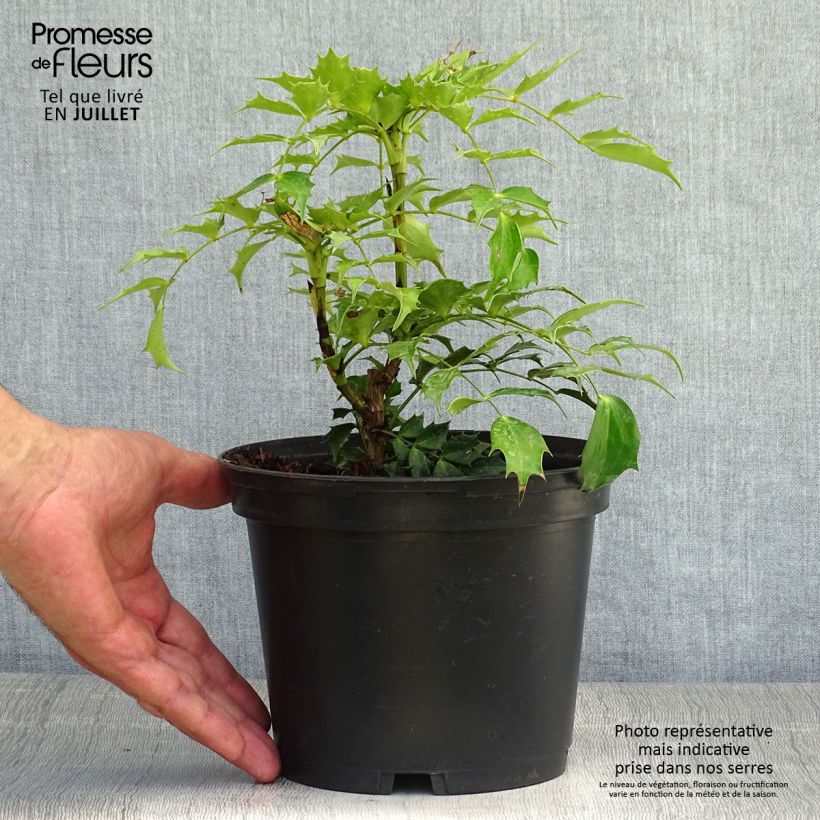 Spécimen de Mahonia Cabaret Pot de 2L/3L tel que livré en été