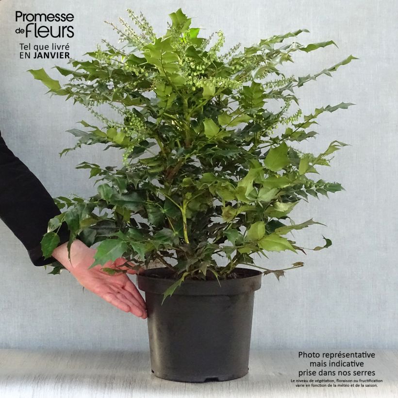 Spécimen de Mahonia Japonica Hivernant Pot de 7,5L/10L tel que livré en hiver
