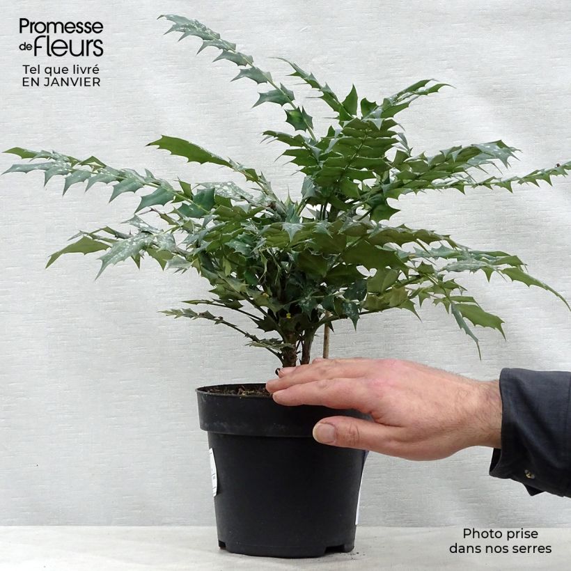 Spécimen de Mahonia (x) media Charity Pot de 2L/3L tel que livré en hiver