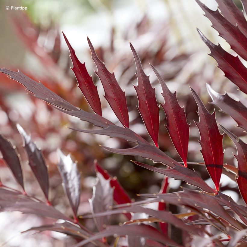 Mahonia Meteor (Feuillage)