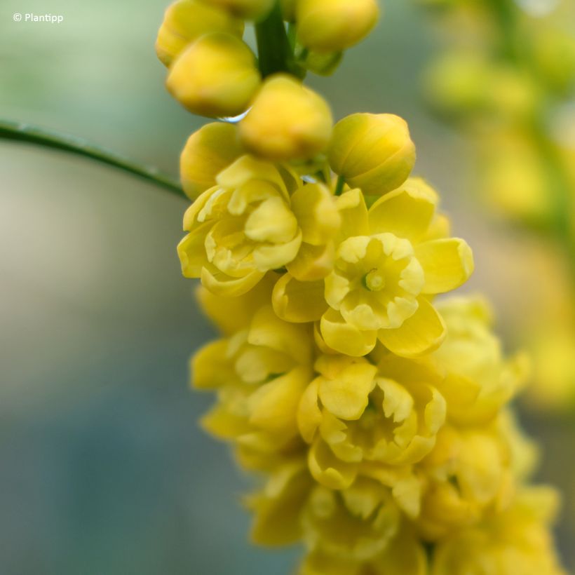 Mahonia Meteor (Floraison)