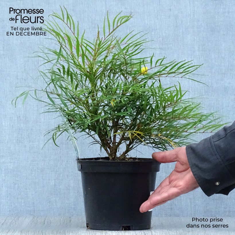 Spécimen de Mahonia Soft Caress - Mahonia hybride Pot de 3L/4L tel que livré en hiver