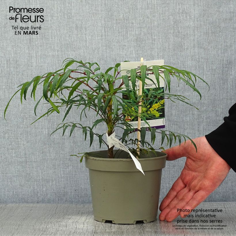 Spécimen de Mahonia Volcano Pot de 2L/3L tel que livré en hiver