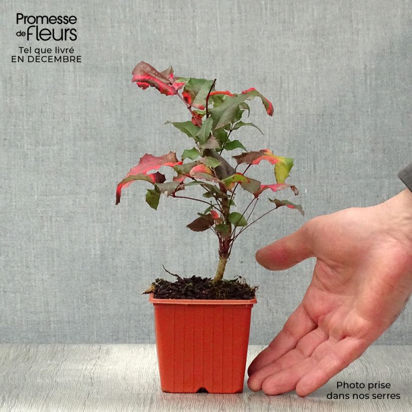 Spécimen de Mahonia aquifolium Godet de 8/9 cm tel que livré en hiver