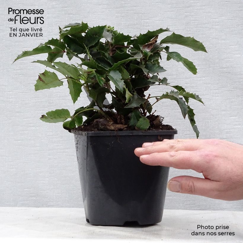 Spécimen de Mahonia aquifolium Apollo Pot de 2L/3L tel que livré en hiver