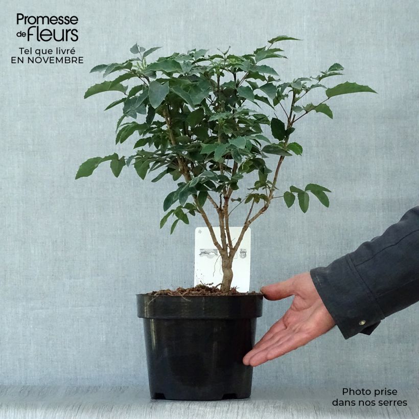 Spécimen de Mahonia aquifolium Pot de 2L/3L tel que livré en automne