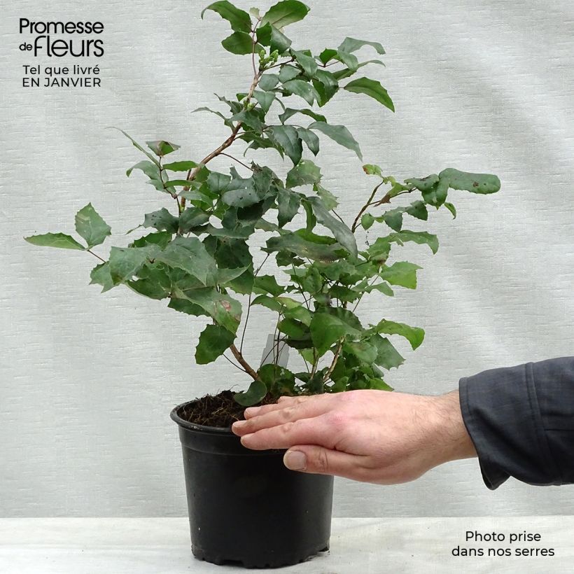 Spécimen de Mahonia aquifolium Pot de 2L/3L tel que livré en hiver