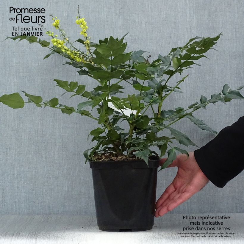 Spécimen de Mahonia bealei Pot de 3L/4L tel que livré en hiver