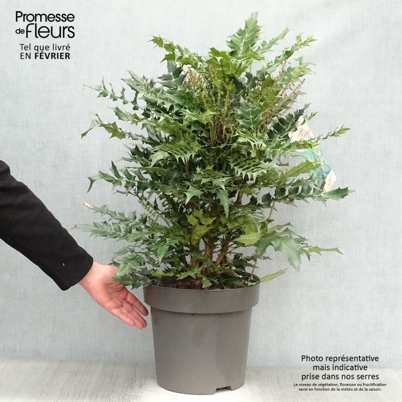 Spécimen de Mahonia media Winter Sun Pot de 7,5L/10L tel que livré en hiver