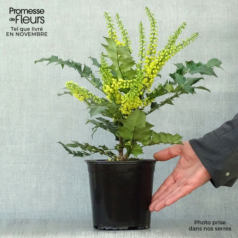 Spécimen de Mahonia media Winter Sun Pot de 2L/3L tel que livré en automne