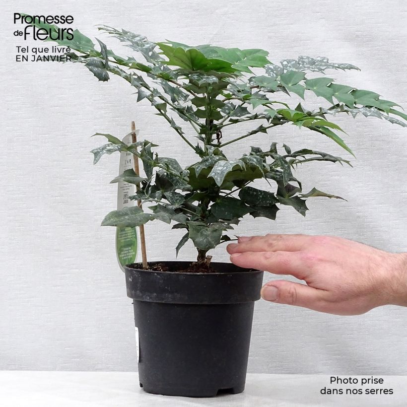 Spécimen de Mahonia media Winter Sun Pot de 2L/3L tel que livré en hiver