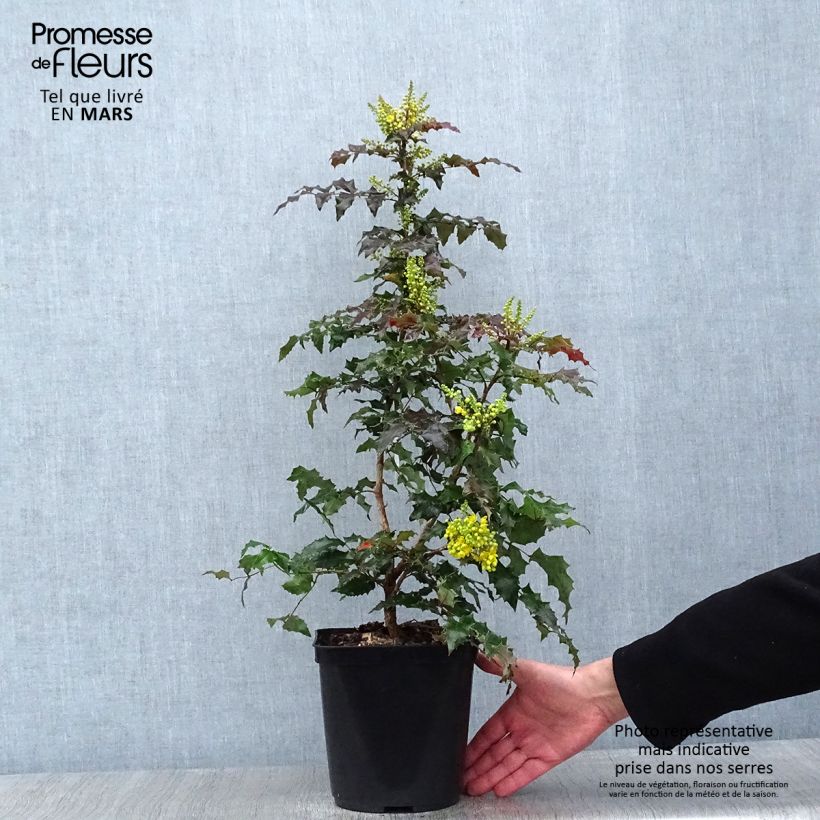 Spécimen de Mahonia (x) wagneri Fireflame  Pot de 4L/5L tel que livré en hiver