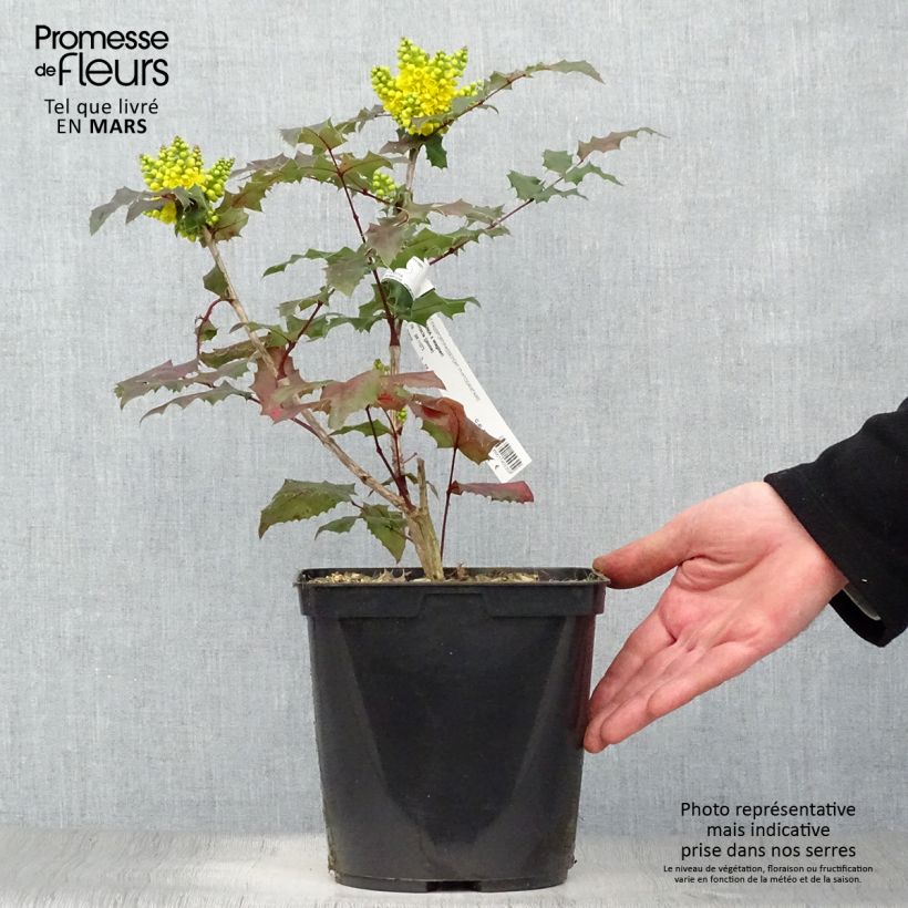 Spécimen de Mahonia (x) wagneri Pinnacle Pot de 4L/5L tel que livré au printemps