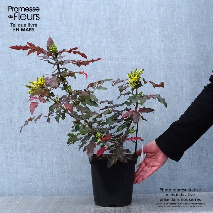 Spécimen de Mahonia (x) wagneri Pinnacle Pot de 4L/5L tel que livré en hiver