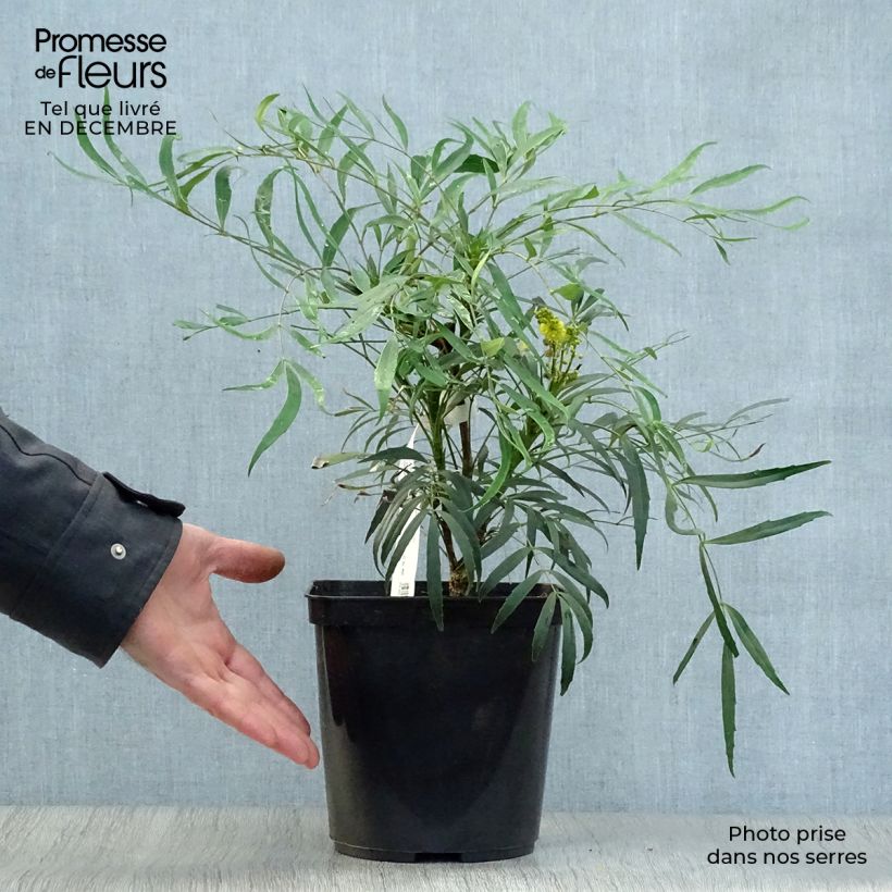 Spécimen de Mahonie à feuilles de houx - Mahonia eurybracteata Sweet Winter Pot de 3L/4L tel que livré en hiver