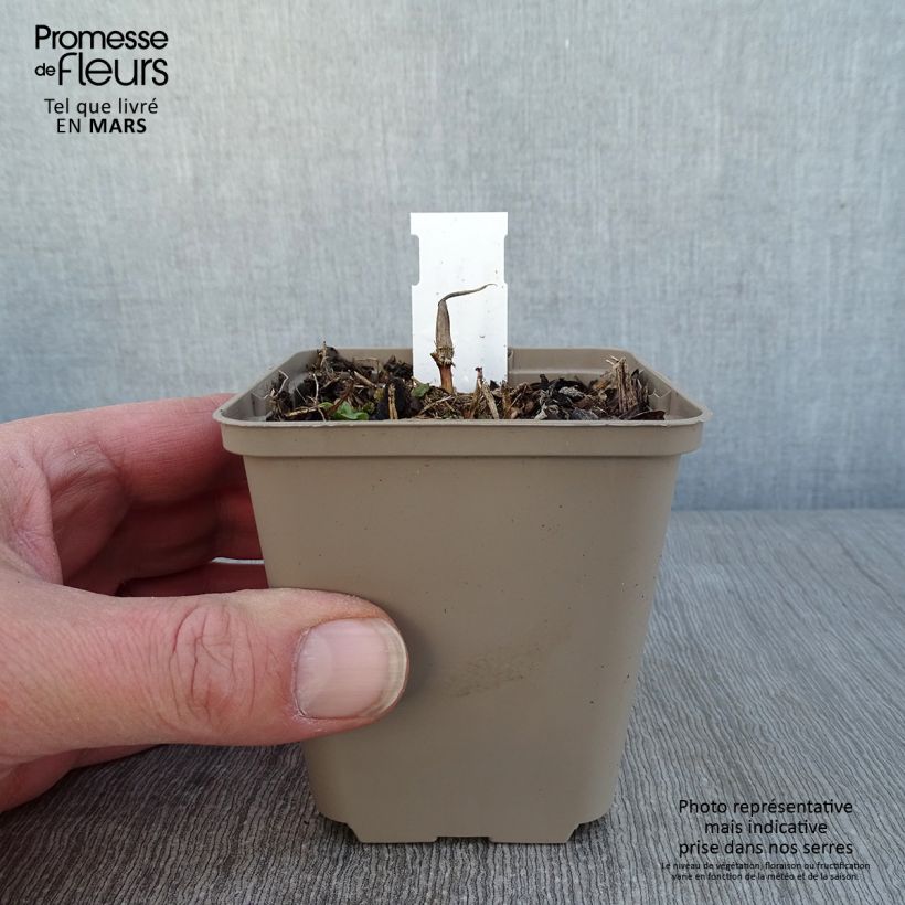 Spécimen de Maianthemum kamtschaticum Godet de 8/9 cm tel que livré en hiver