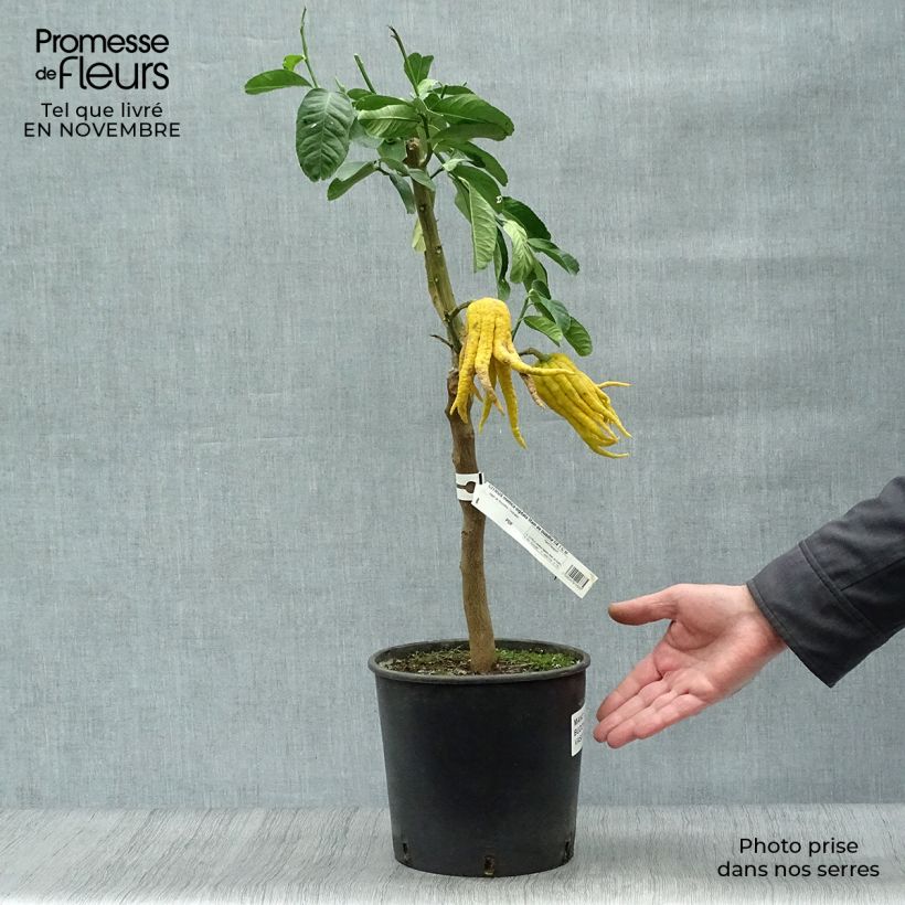 Spécimen de Main de Bouddha - Citrus medica var. sarcodactylis Pot de 4L/5L, 1/4 de tige tel que livré en automne