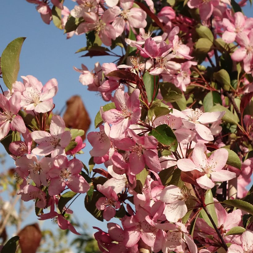Pommier d'ornement - Malus Ola (Floraison)