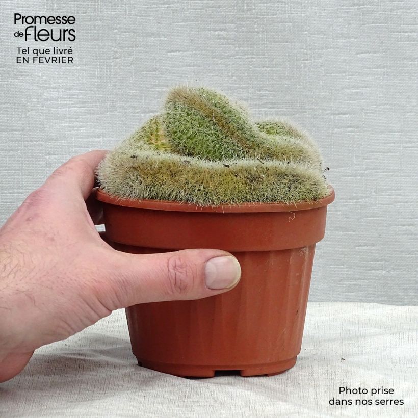 Spécimen de Mammillaria elongata Cristata Pot de 12 cm / 13 cm tel que livré en hiver