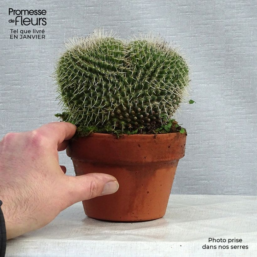 Spécimen de Mammillaria perbella  Pot de 12 cm / 13 cm tel que livré en hiver