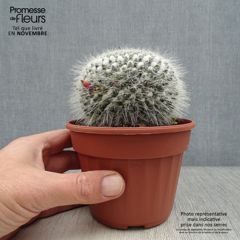 Spécimen de Mammillaria perbella  Pot de 12 cm / 13 cm tel que livré en automne