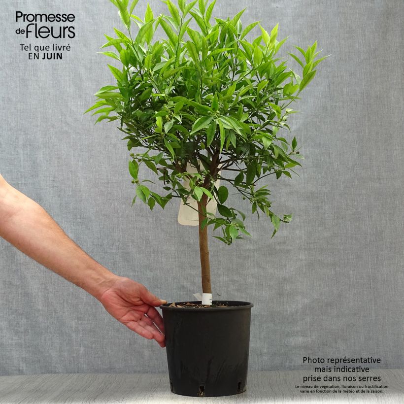 Spécimen de Mandarinier - Citrus deliciosa - Agrumes Pot de 4L/5L, 1/4 de tige tel que livré en été