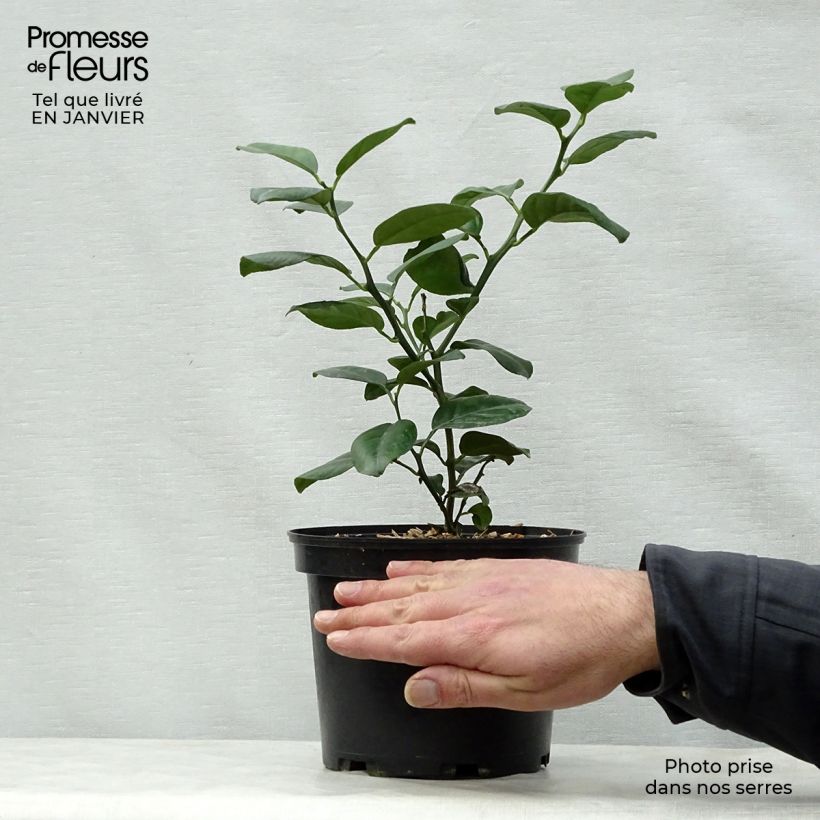 Spécimen de Mandarinier - Citrus reticulata Keraji Pot de 2L/3L, Buisson tel que livré en hiver