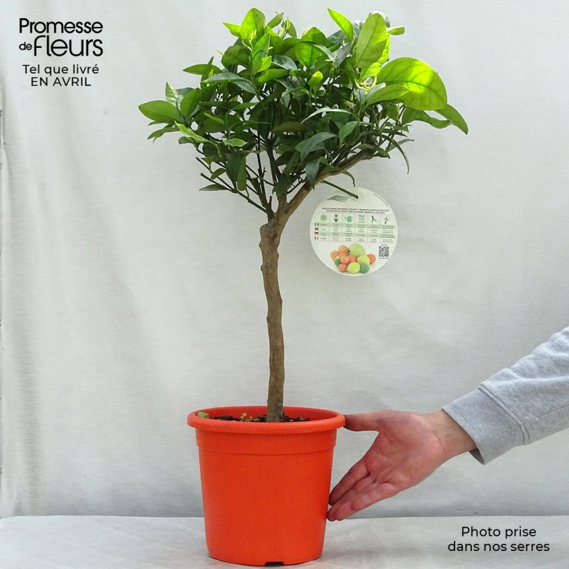 Spécimen de Mandarinier Satsuma - Citrus unshiu Pot de 4L/5L, 1/4 de tige tel que livré au printemps