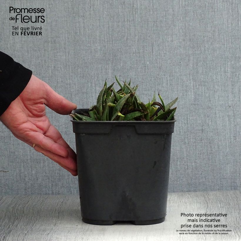 Spécimen de Mangave Bloodspot Pot de 3L/4L tel que livré en hiver