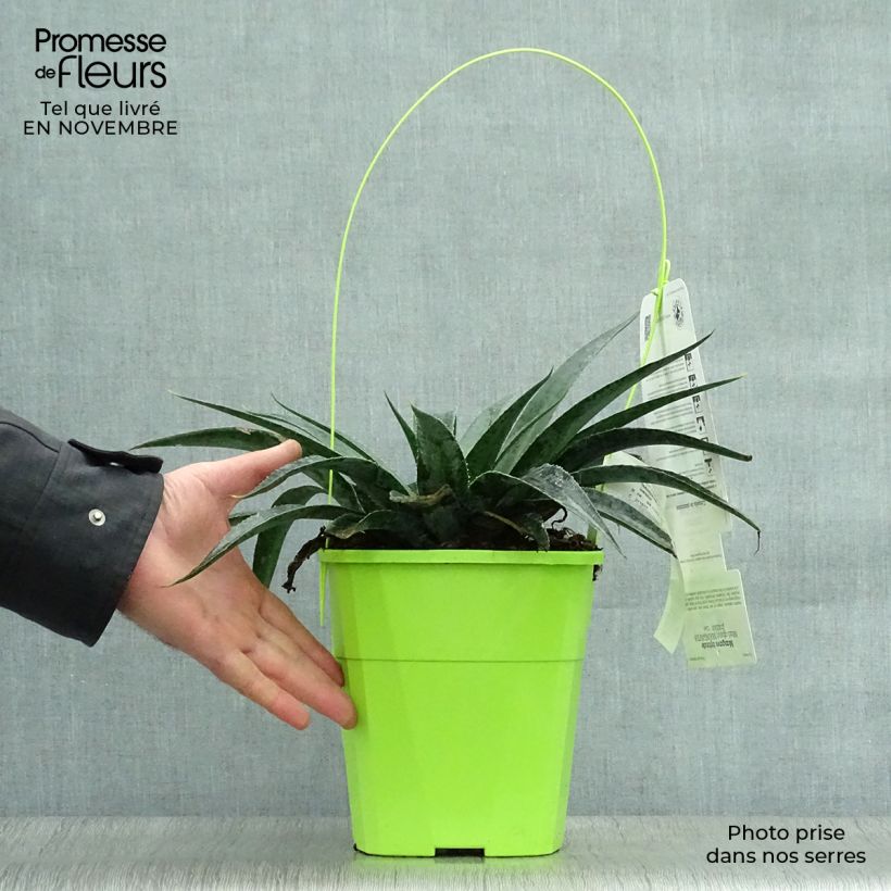 Spécimen de Mangave Mangavé Inkblot Pot de 3L/4L tel que livré en automne