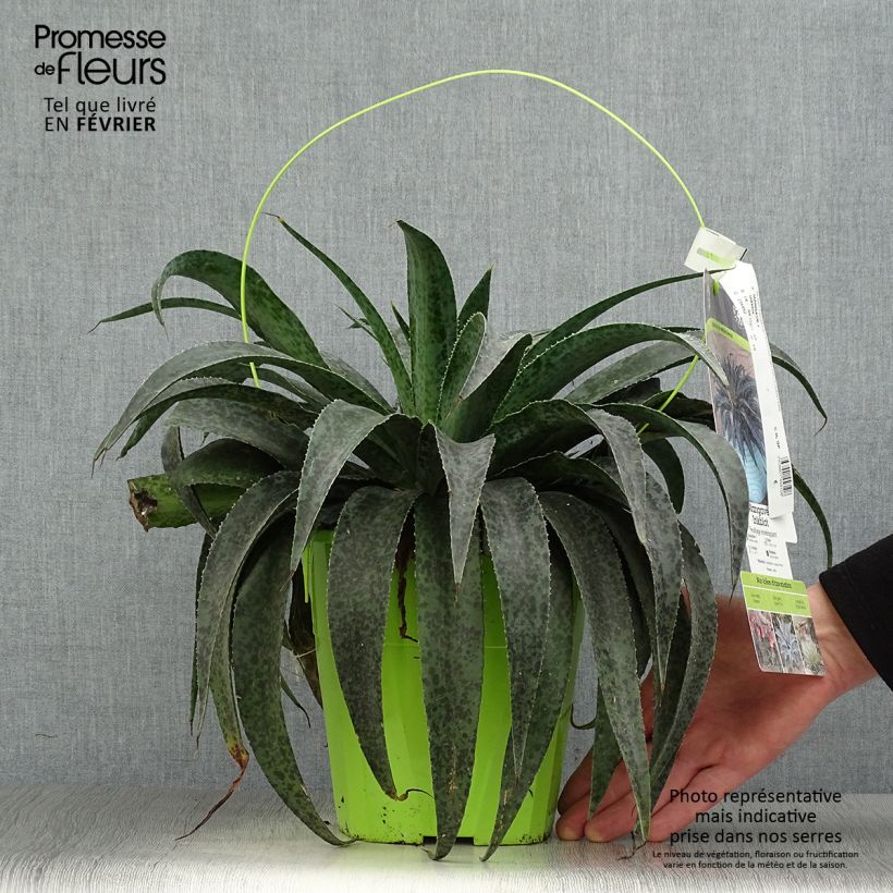 Spécimen de Mangave Mangavé Inkblot Pot de 3L/4L tel que livré en hiver