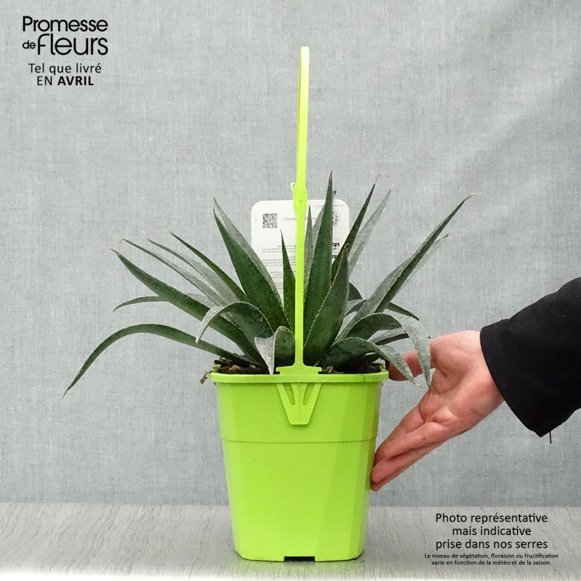 Spécimen de Mangave Mangavé Inkblot Pot de 3L/4L tel que livré au printemps