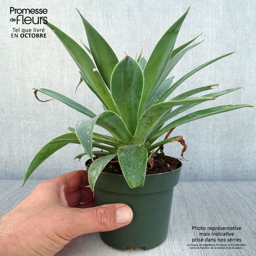 Spécimen de Mangave Mangavé Lavender Lady Pot de 1L/1,5L tel que livré en automne