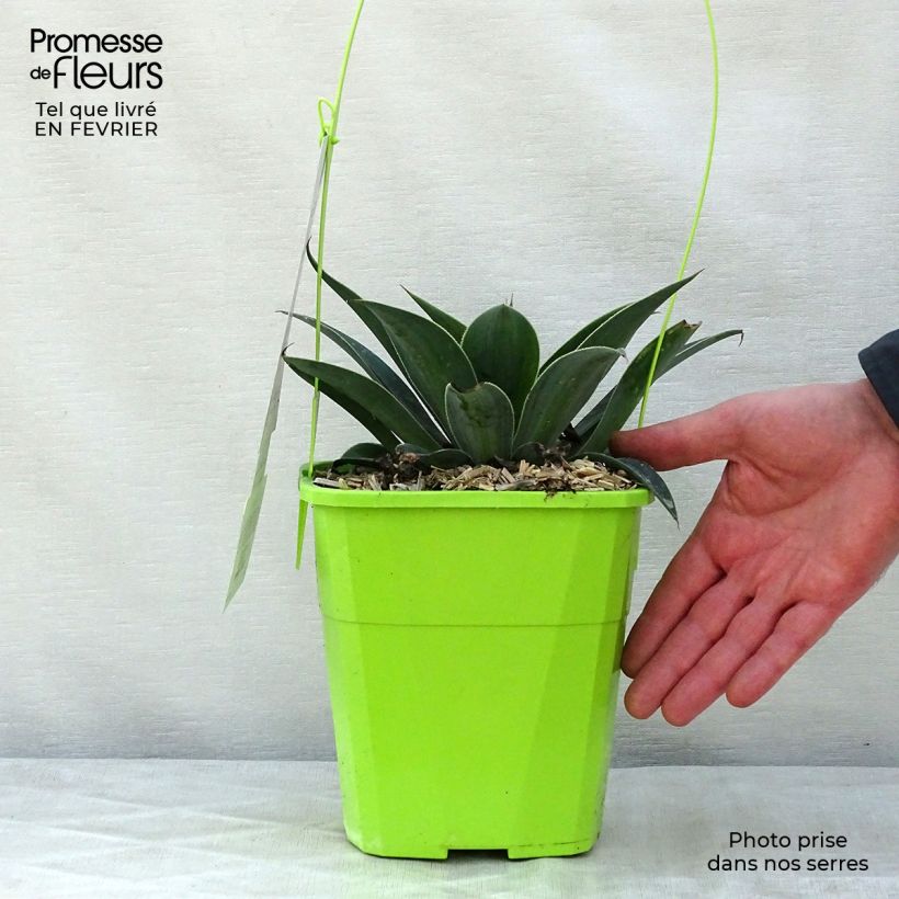 Spécimen de Mangave Mangavé Lavender Lady Pot de 3L/4L tel que livré en hiver