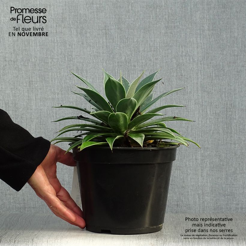 Spécimen de Mangave Mangavé Lavender Lady Pot de 3L/4L tel que livré en automne