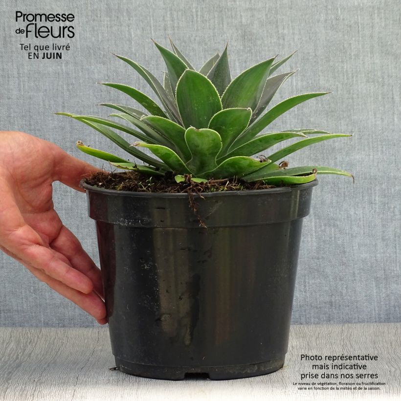Spécimen de Mangave Mangavé Lavender Lady Pot de 3L/4L tel que livré en été