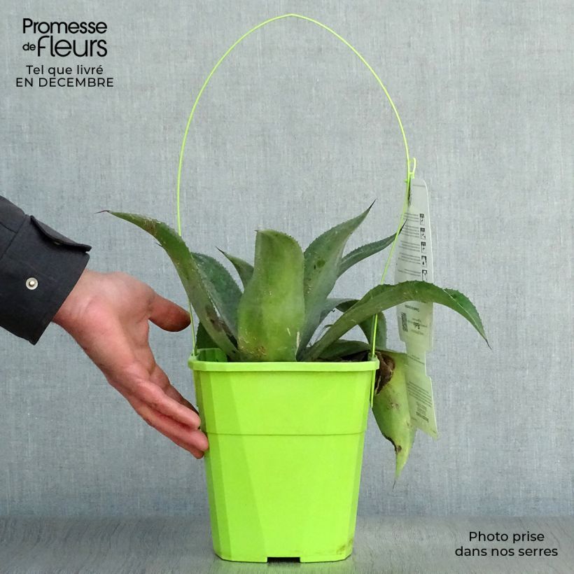 Spécimen de Mangave Mangavé Mission to Mars Pot de 4L/5L tel que livré en hiver