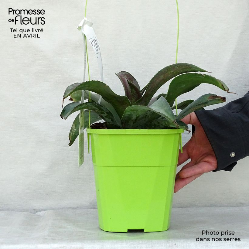 Spécimen de Mangave Mangavé Mission to Mars Pot de 4L/5L tel que livré au printemps