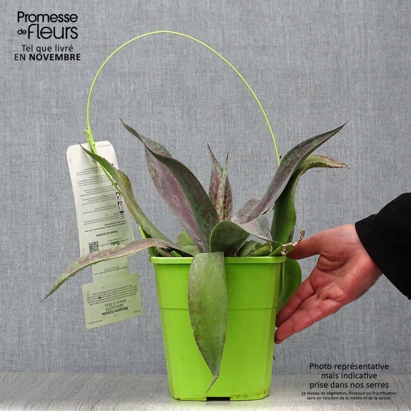 Spécimen de Mangave Mangavé Mission to Mars Pot de 4L/5L tel que livré en automne