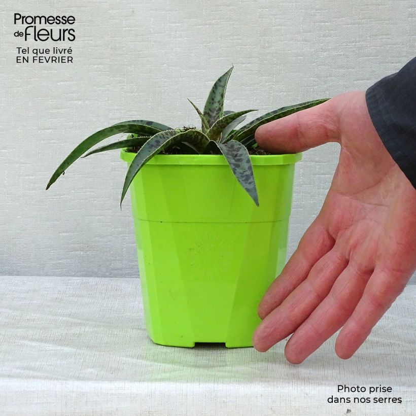 Spécimen de Mangave Mangavé Moonglow Pot de 1L/1,5L tel que livré en hiver