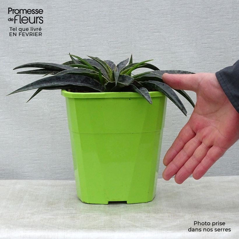 Spécimen de Mangave Mangavé Moonglow Pot de 3L/4L tel que livré en hiver