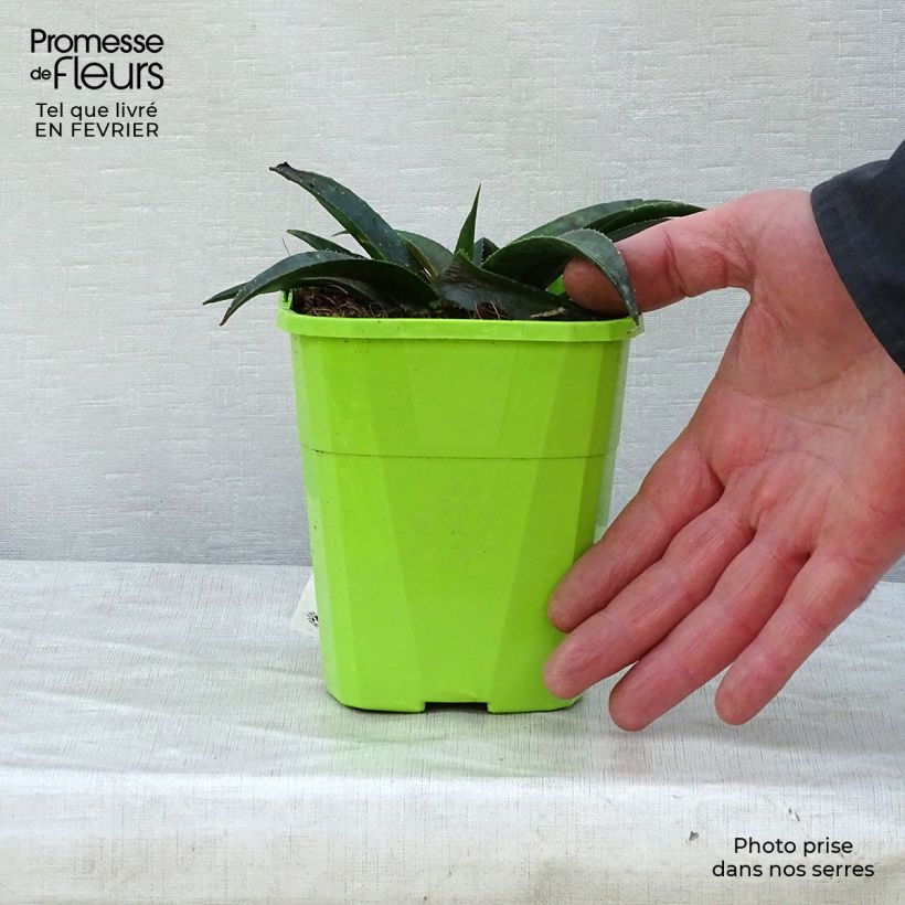 Spécimen de Mangave Mangavé Pineapple Express Pot de 1L/1,5L tel que livré en hiver