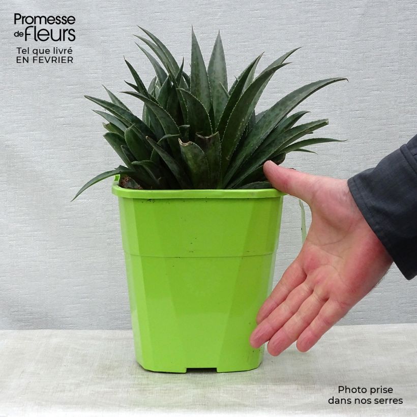 Spécimen de Mangave Mangavé Pineapple Express Pot de 3L/4L tel que livré en hiver