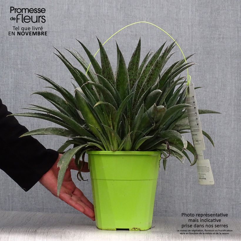 Spécimen de Mangave Mangavé Pineapple Express Pot de 4L/5L tel que livré en automne