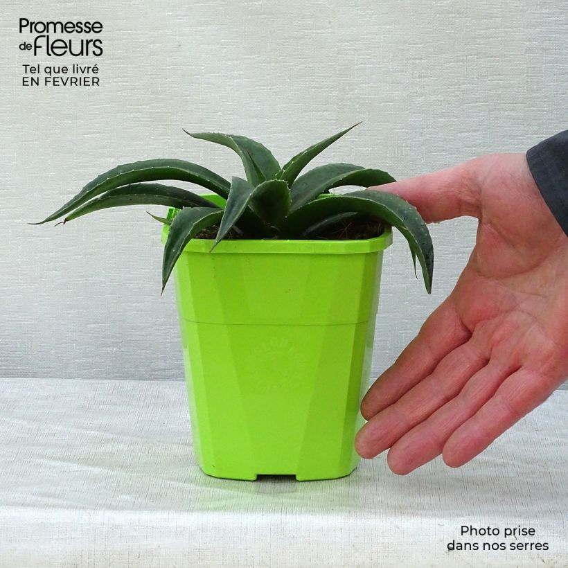 Spécimen de Mangave Mangavé Redwing Pot de 1L/1,5L tel que livré en hiver