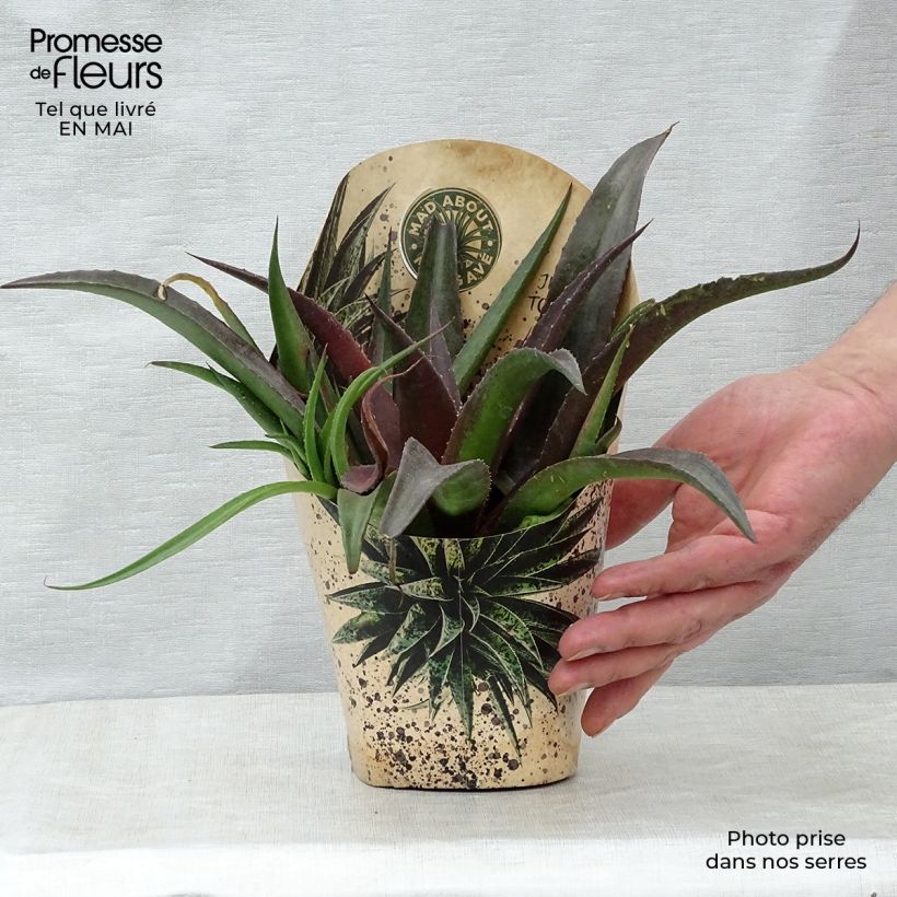 Amostra de Mangave Redwing Vaso de 1 L/1,5 L tal como entregue na primavera