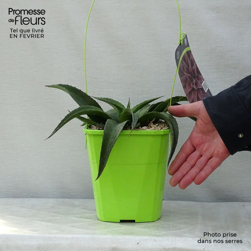 Spécimen de Mangave Mangavé Redwing Pot de 3L/4L tel que livré en hiver