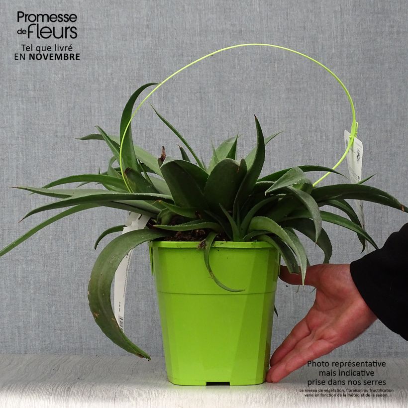 Spécimen de Mangave Mangavé Redwing Pot de 3L/4L tel que livré en automne