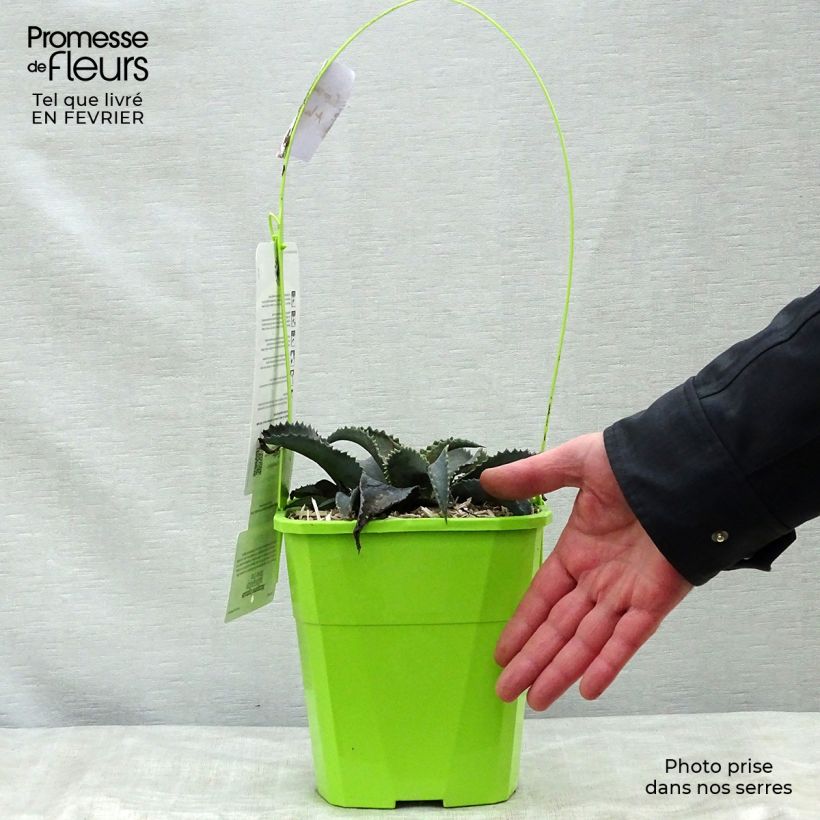 Spécimen de Mangave Mangavé Silver Fox Pot de 3L/4L tel que livré en hiver