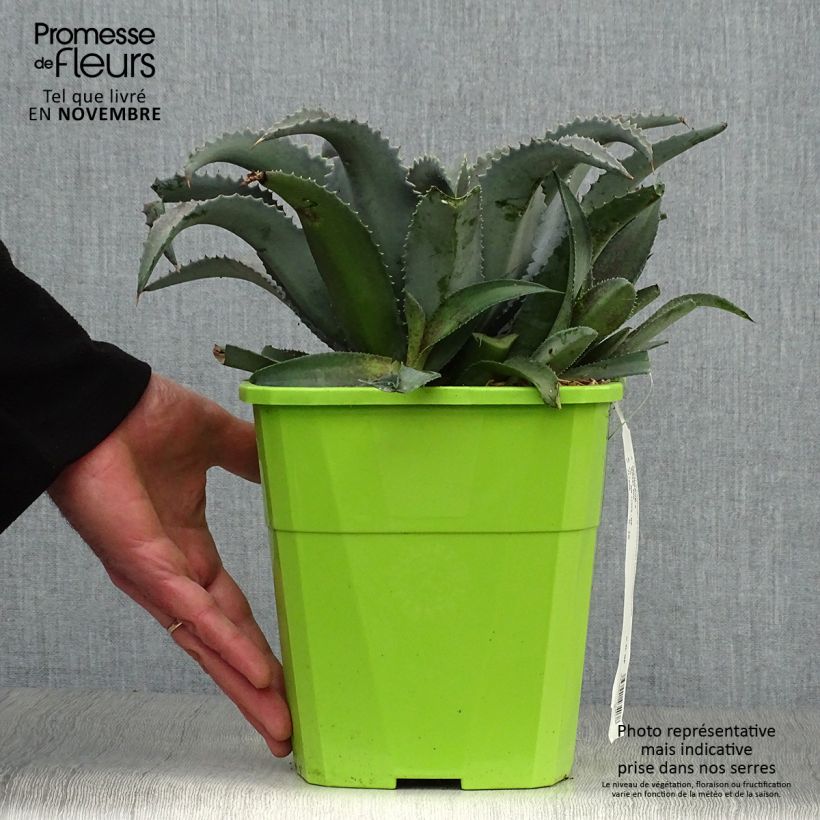 Spécimen de Mangave Mangavé Silver Fox Pot de 3L/4L tel que livré en automne